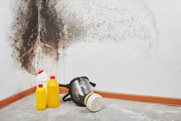 Best Emergency Mold Removal  in Urania, LA