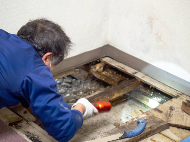 Trusted Urania, LA Mold Removal Experts