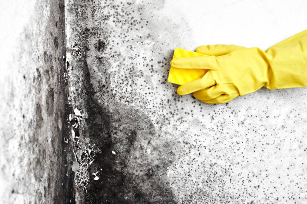 Best Mold Removal Specialists  in Urania, LA
