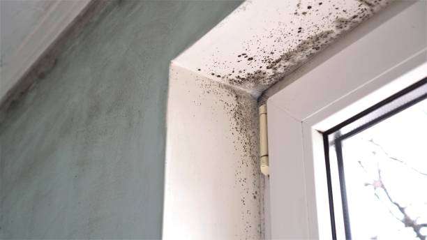 Office Mold Removal Services in Urania, LA