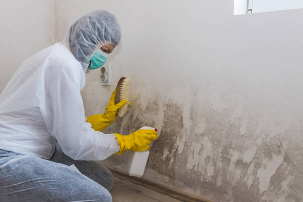 Best Affordable Mold Removal  in Urania, LA