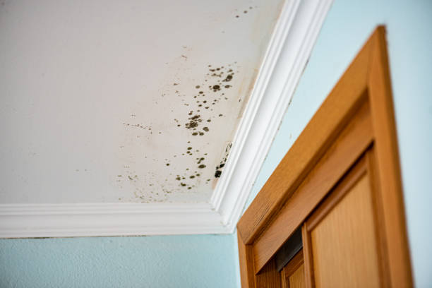 Best Residential Mold Removal  in Urania, LA