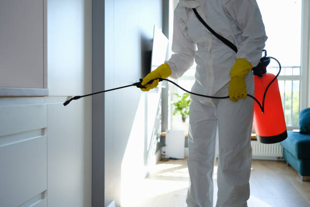 Best Fast Mold Removal  in Urania, LA
