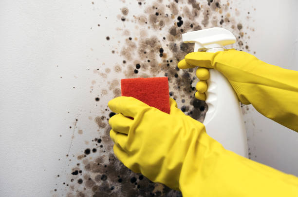 Best Mold Removal Near Me  in Urania, LA
