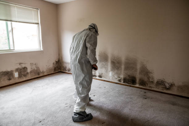 Best Professional Mold Removal  in Urania, LA