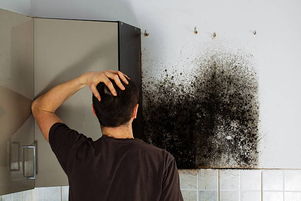 Best Mold Cleaning Services  in Urania, LA