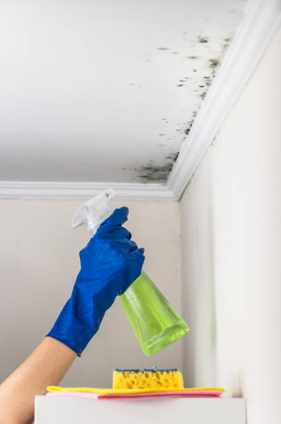 Best Office Mold Removal Services  in Urania, LA