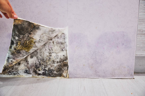 Water Damage Restoration in Urania, LA